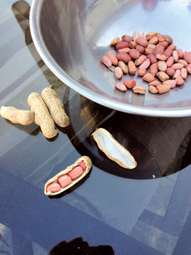 Old-Fashioned Peanuts for Every Climate